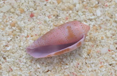 Conus tulipa