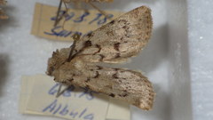 Epipsilia grisescens