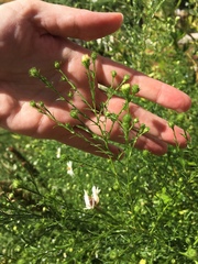 Symphyotrichum pilosum