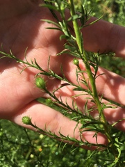 Symphyotrichum pilosum