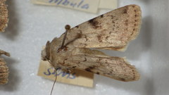 Epipsilia grisescens