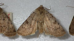 Epipsilia grisescens