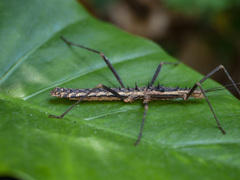 Neohirasea