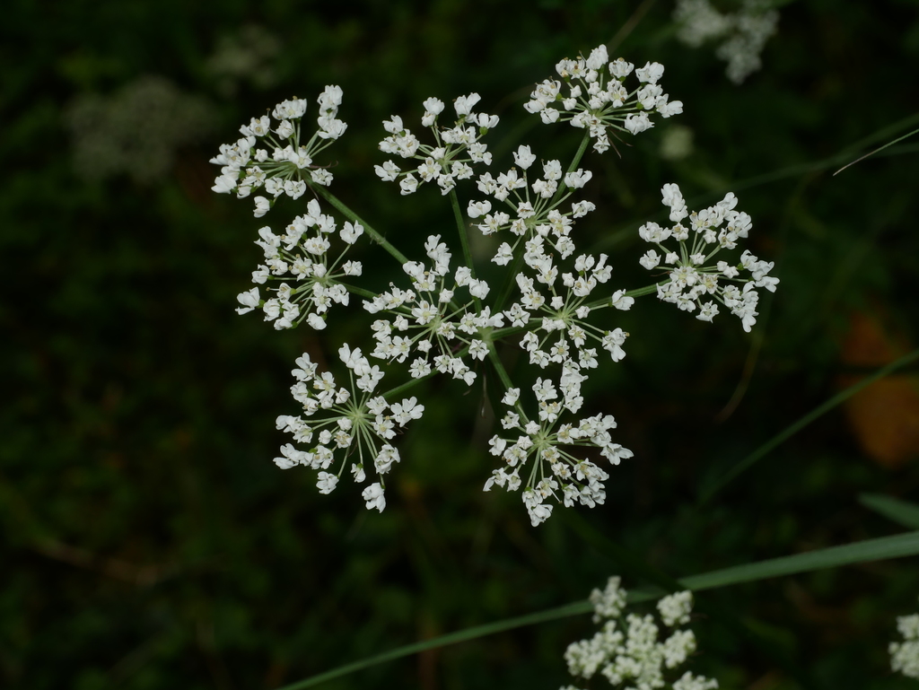 Conioselinum morrisonense