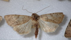 Epipsilia grisescens