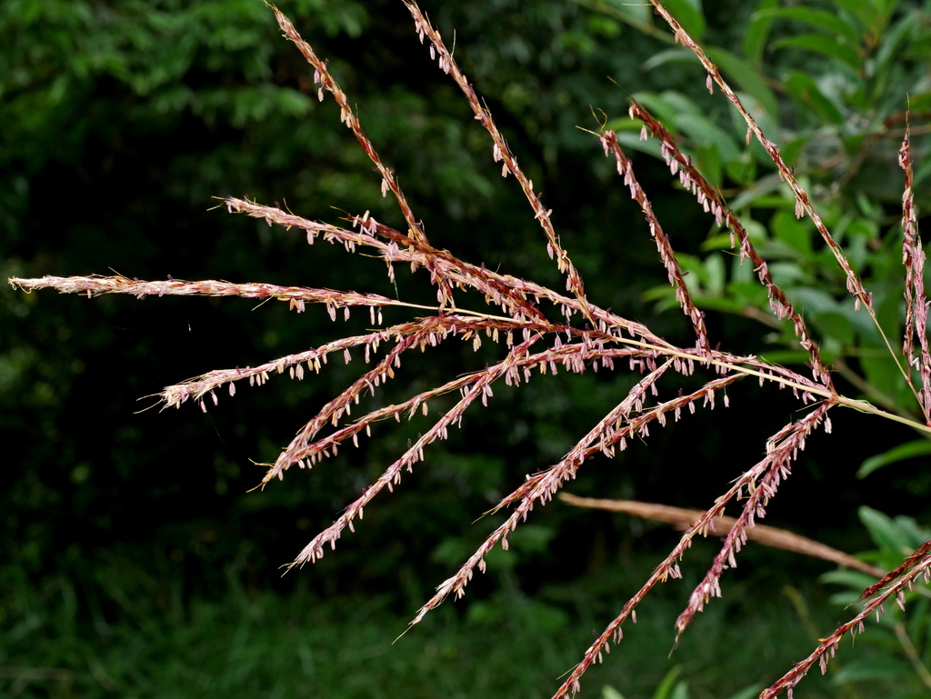 Chinese silver grass