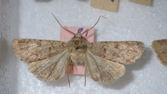 Epipsilia grisescens