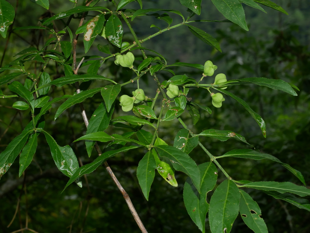 Euonymus morrisonensis