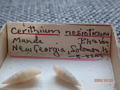 Cerithium nesioticum