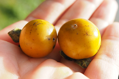Diospyros japonica