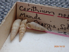 Cerithium nesioticum