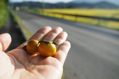 Diospyros japonica