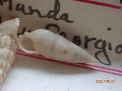 Cerithium nesioticum