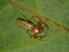 Viciria pavesii