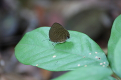Arhopala major