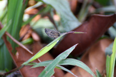 Logania marmorata damis