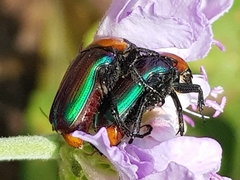 Leucocelis amethystina