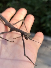 Phraortes stomphax