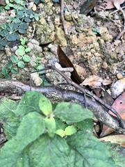 Phraortes stomphax