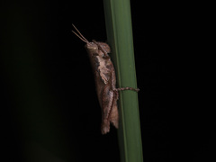 Pseudoxya