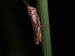 Pseudoxya