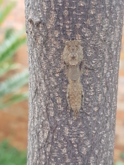 Tarachodes sanctus