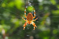 Araneus ishisawai
