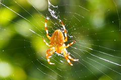 Araneus ishisawai