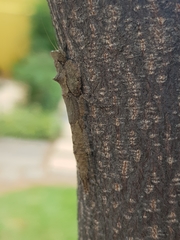 Tarachodes sanctus