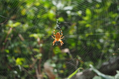 Araneus ishisawai