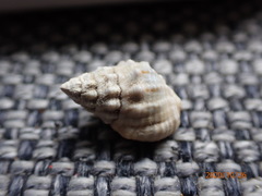 Nassarius subspinosus