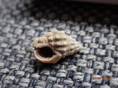 Nassarius subspinosus