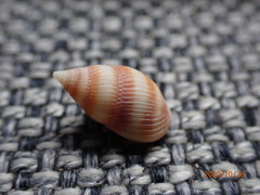 Nassarius concinnus