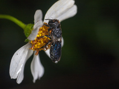Megachile faceta