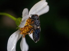 Megachile faceta