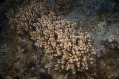 Klyxum