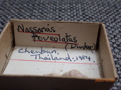 Nassarius foveolatus