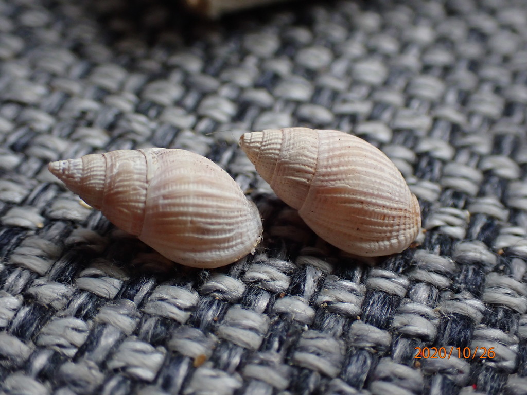 Nassarius foveolatus