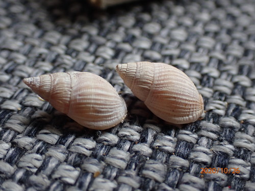 Nassarius foveolatus