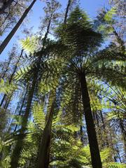 Cyathea australis