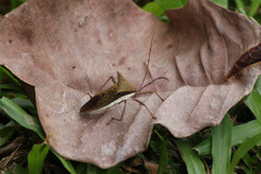 Aspilosterna albovittata