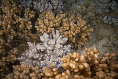 Klyxum