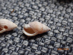 Nassarius foveolatus