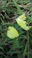 Coliadinae