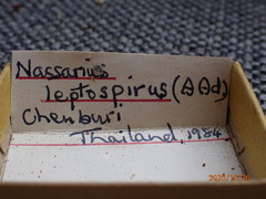 Nassarius leptospira