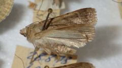 Epipsilia latens