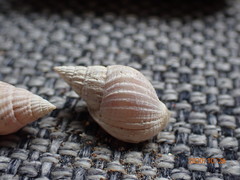 Nassarius leptospira