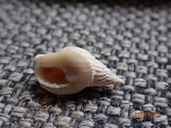 Nassarius leptospira