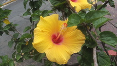 Hibiscus rosa-sinensis