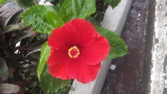 Hibiscus rosa-sinensis